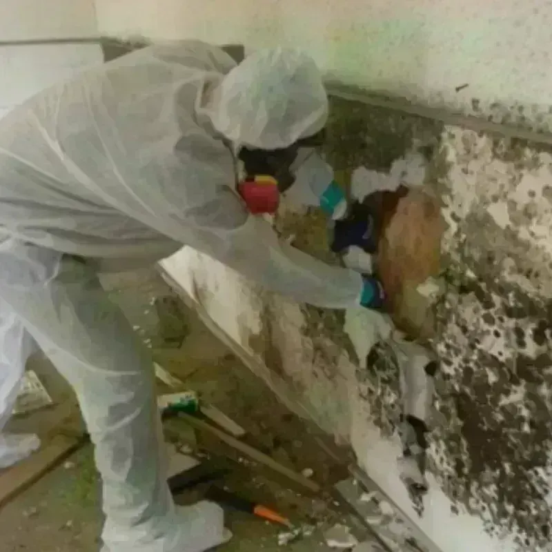 Mold Remediation and Removal in DeSoto, TX